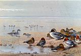Archibald Thorburn Canvas Paintings - Pintail Teal And Wigeon On The Seashore